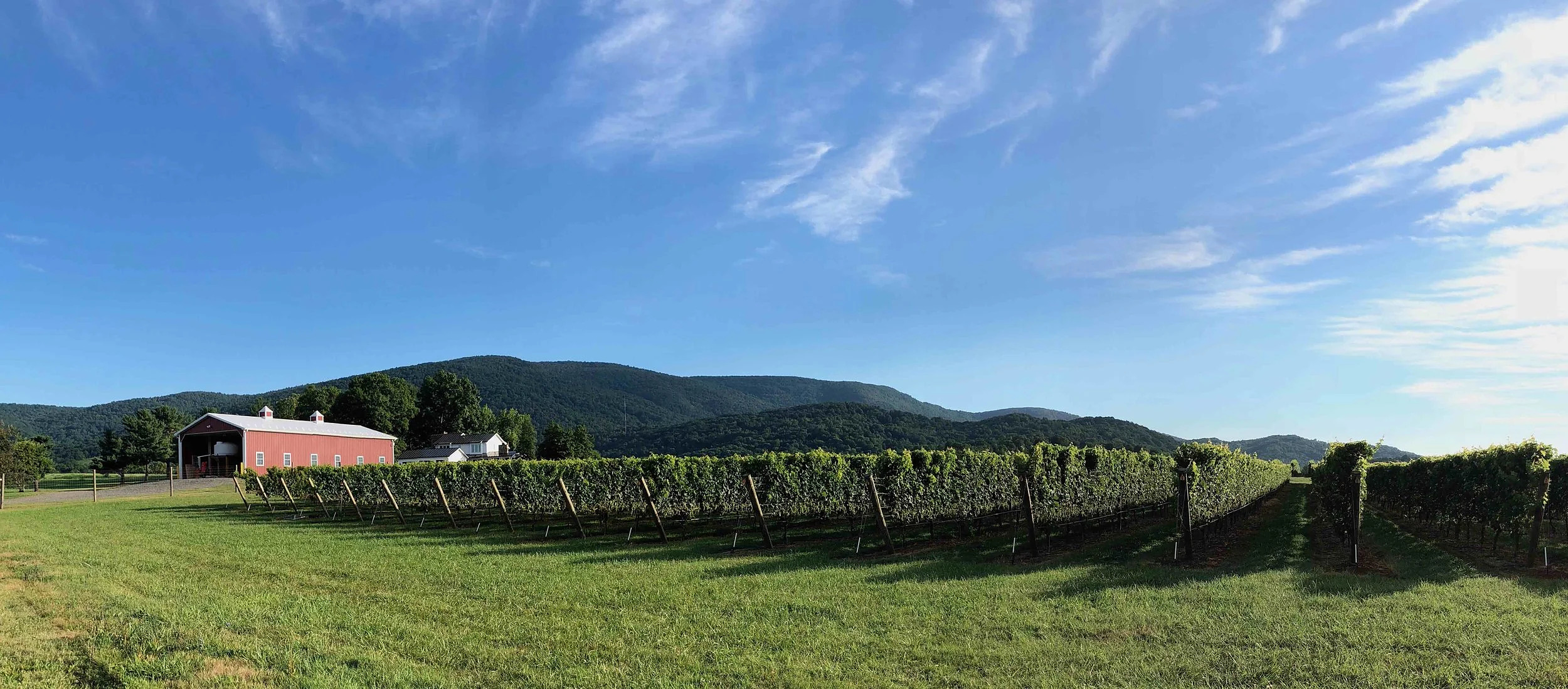 The red barn and vineyard rows under a summer sky